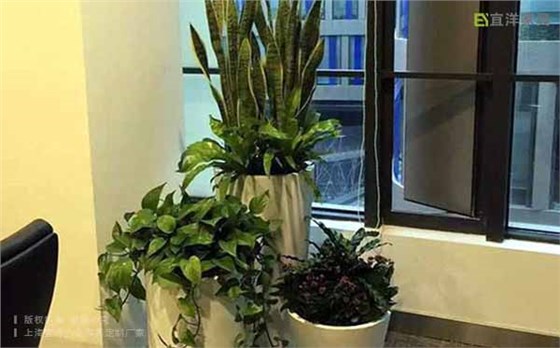 办公室绿植,办公植物 办公室绿植,办公植物